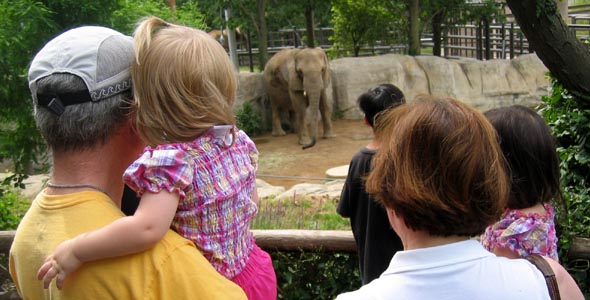 Observing an elephant